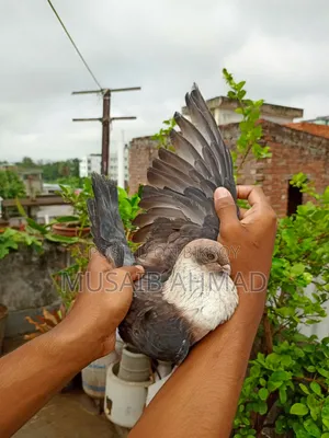 Golden Pigeon