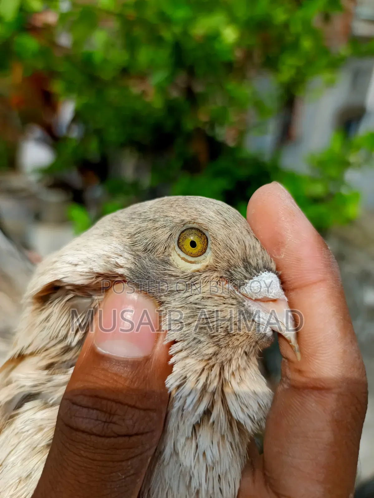 Golden Pigeon