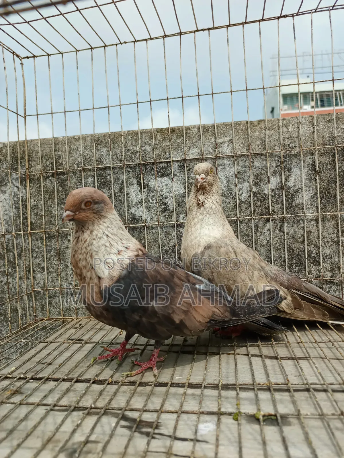 Golden Pigeon