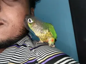 Tamed Bird Best Pet Companion for Life