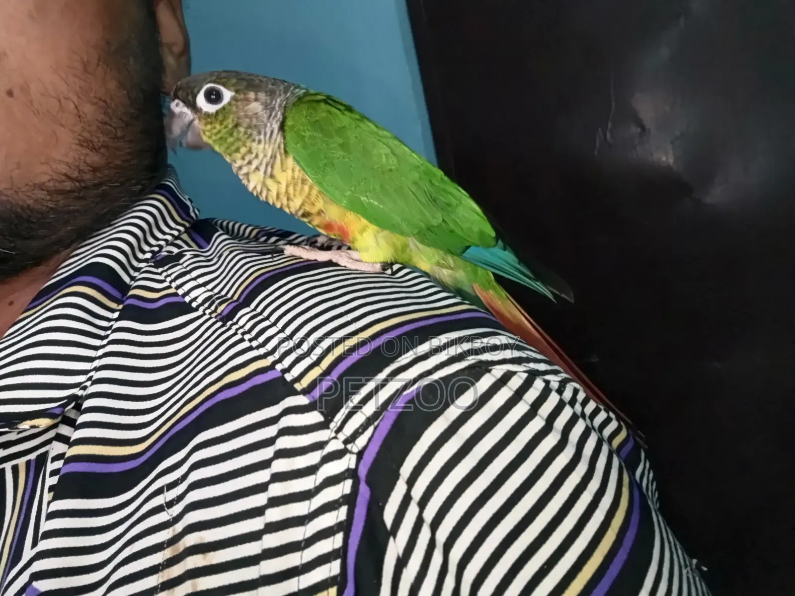Tamed Bird Best Pet Companion for Life