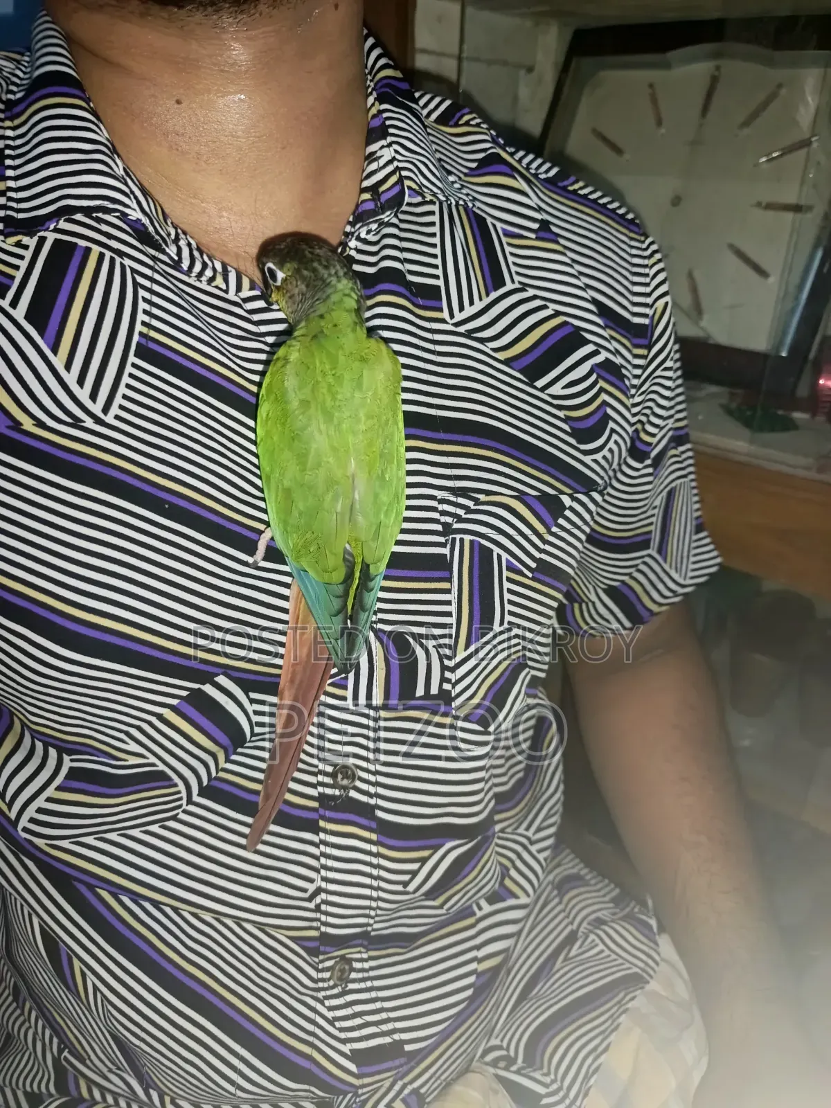 Tamed Bird Best Pet Companion for Life