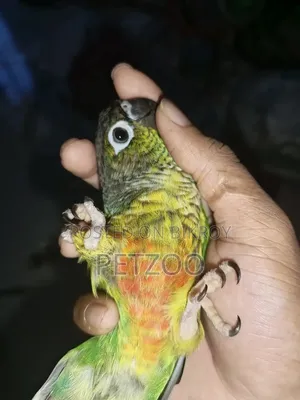 Tamed Bird Best Pet Companion for Life