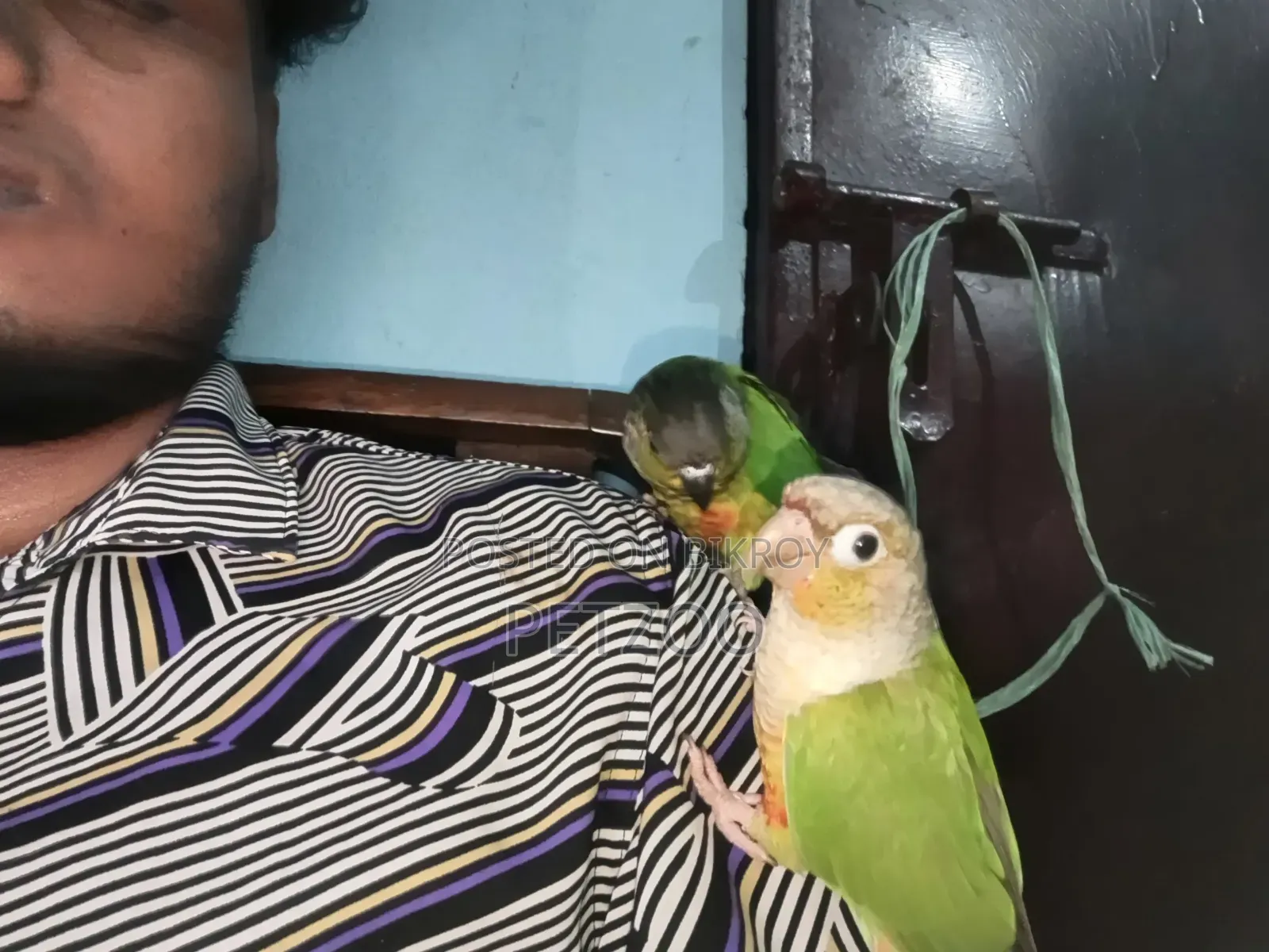 Tamed Bird Best Pet Companion for Life