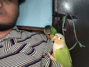 Tamed Bird Best Pet Companion for Life