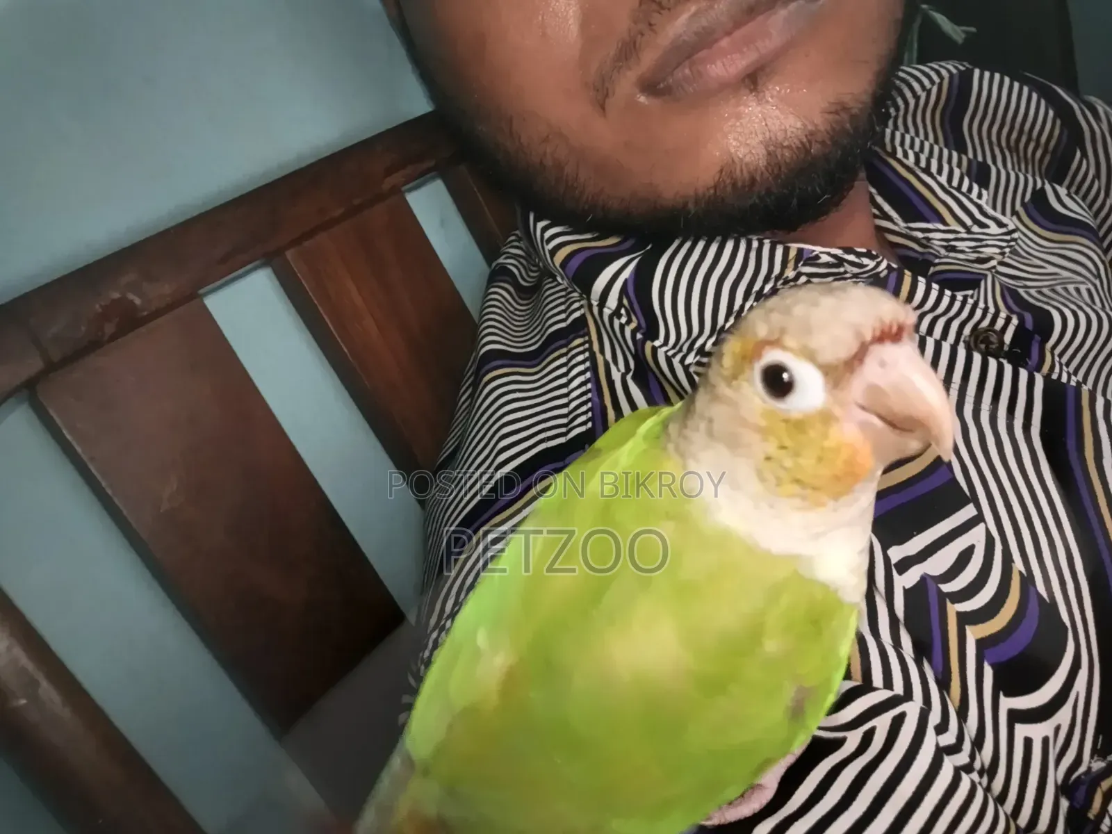 Tamed Bird Best Pet Companion for Life