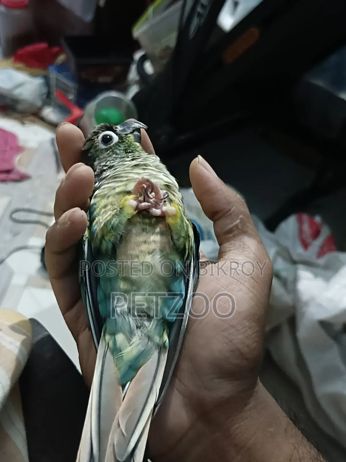 Tamed Bird Best Pet Companion for Life