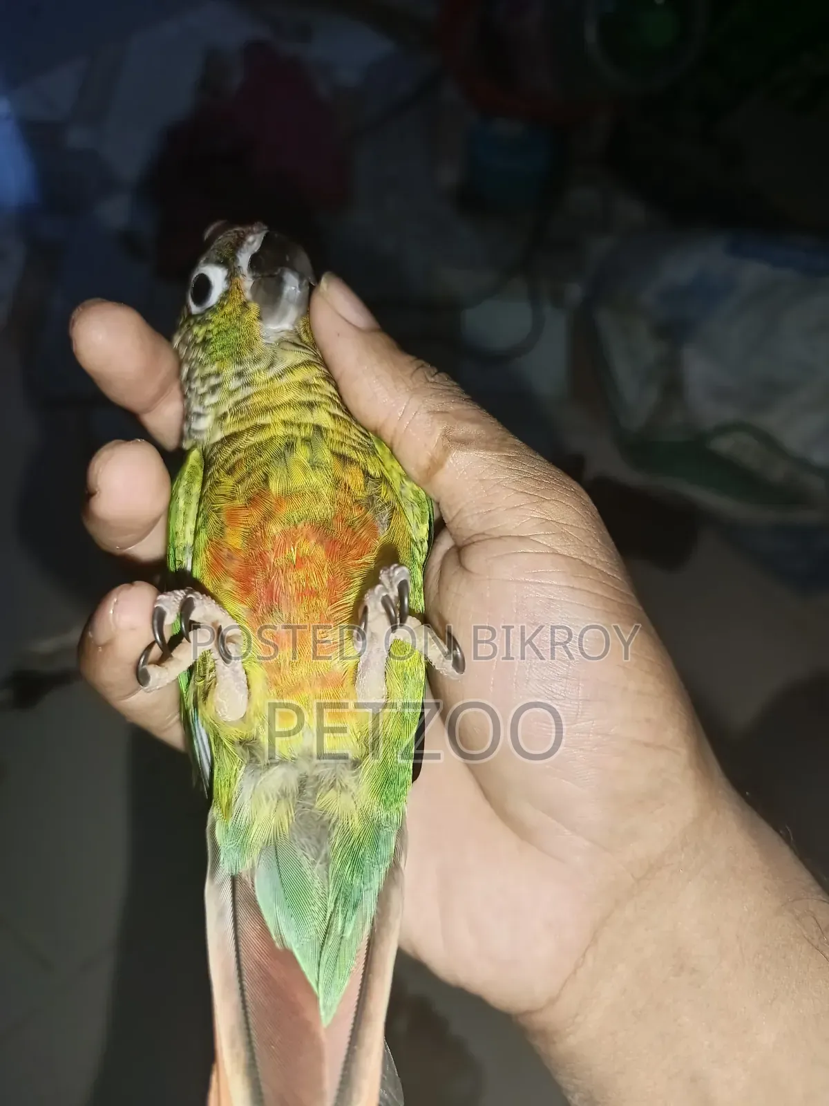 Tamed Bird Best Pet Companion for Life