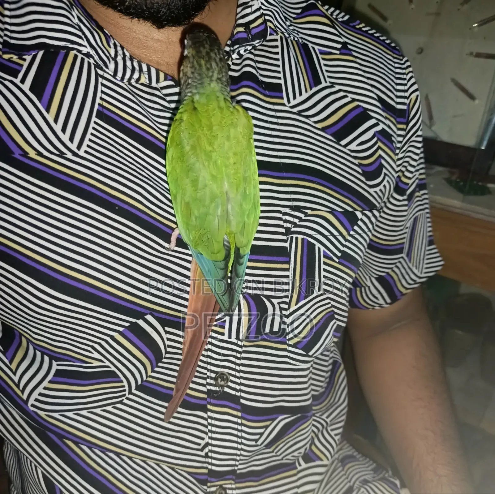 Tamed Bird Best Pet Companion for Life