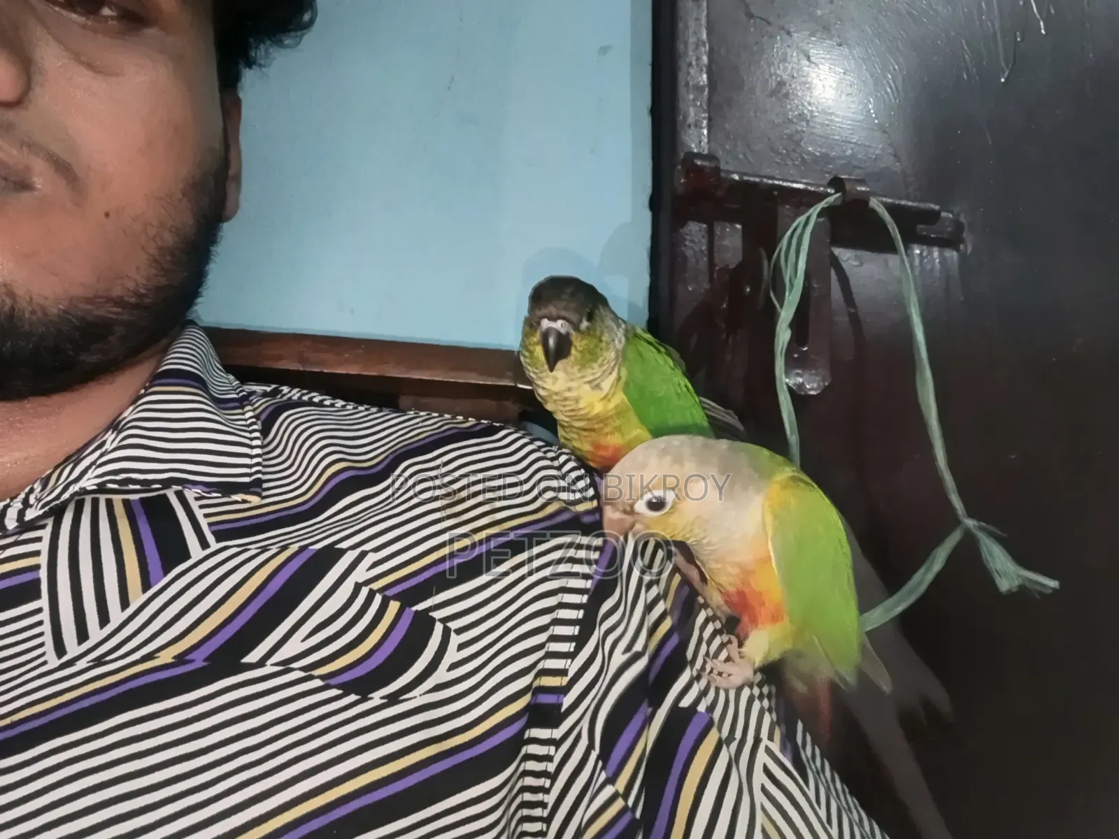 Tamed Bird Best Pet Companion for Life