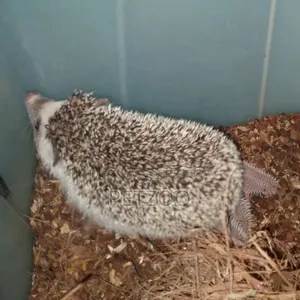 Healthy Adult Hedgehog Hamsters Pair Available