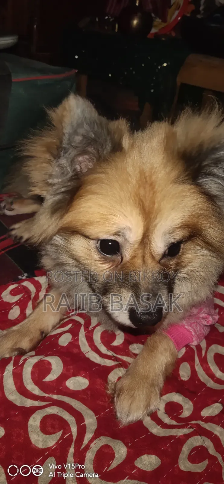 1+ Year Male Purebred Pomeranian