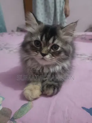 3-6 Months Female Purebred Persian