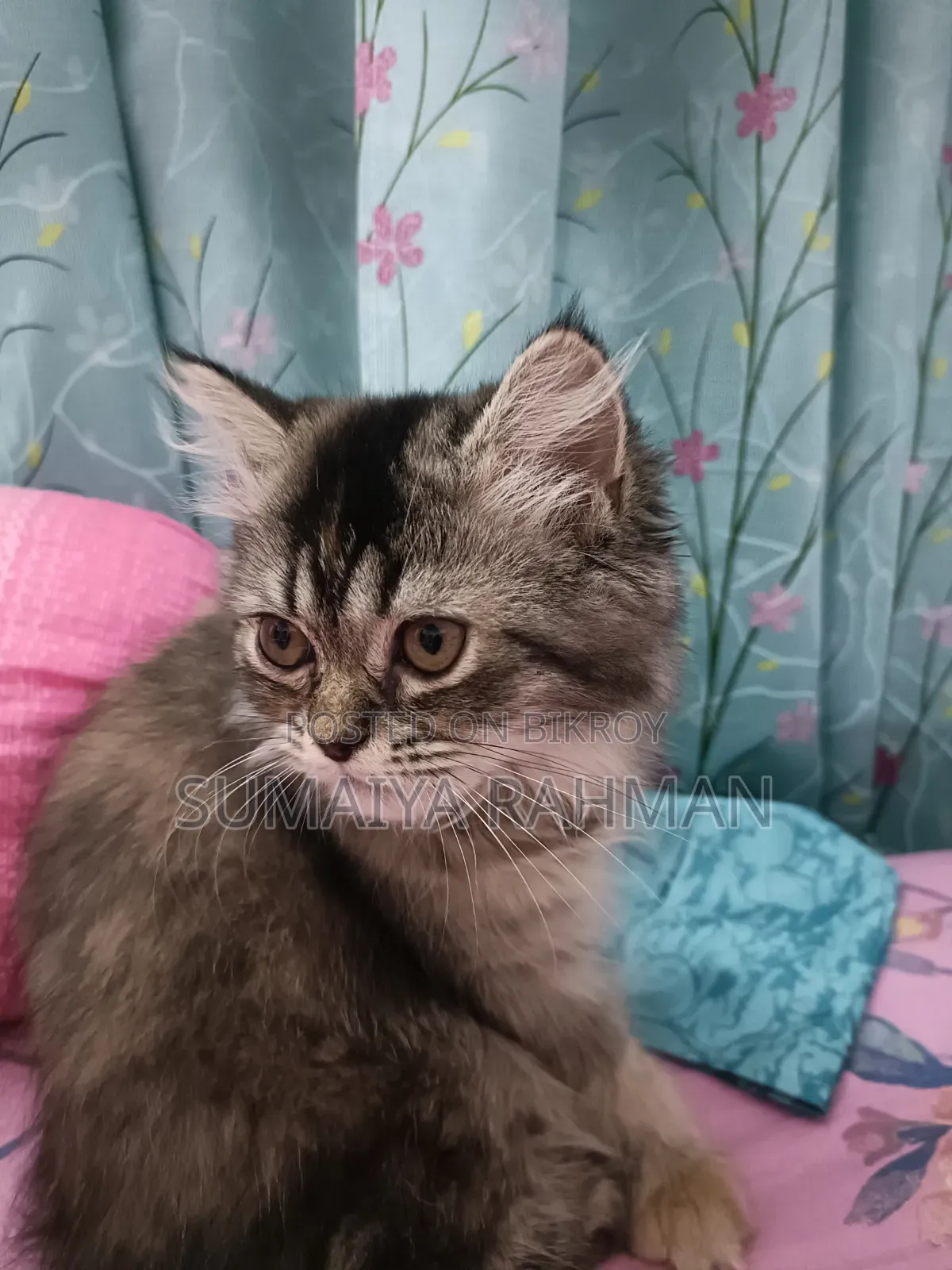 3-6 Months Female Purebred Persian