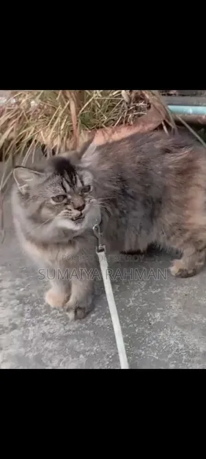 3-6 Months Female Purebred Persian
