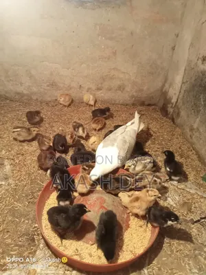 পিওর দেশি মুরগির বাচ্চা