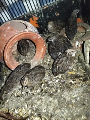 King Quail