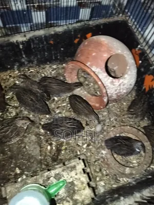 King Quail