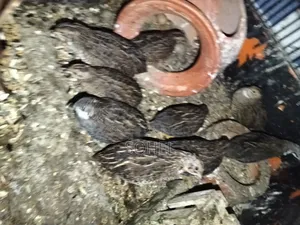 King Quail