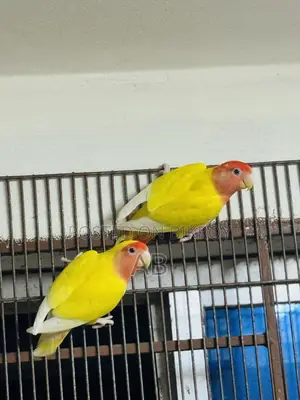 রানিং লাভ বার্ড Lovebirds