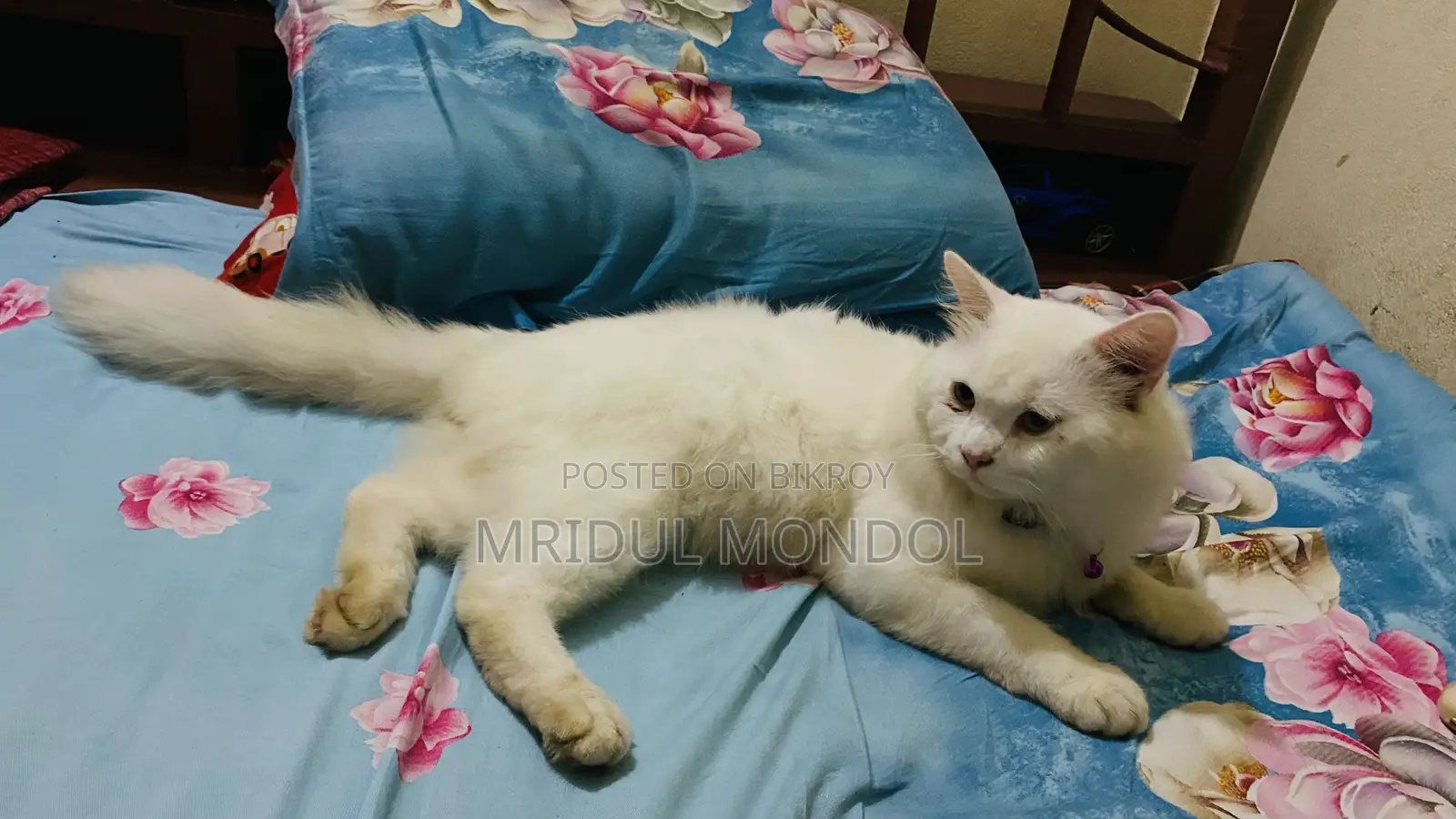 1+ Year Male Mixed Breed Bengal
