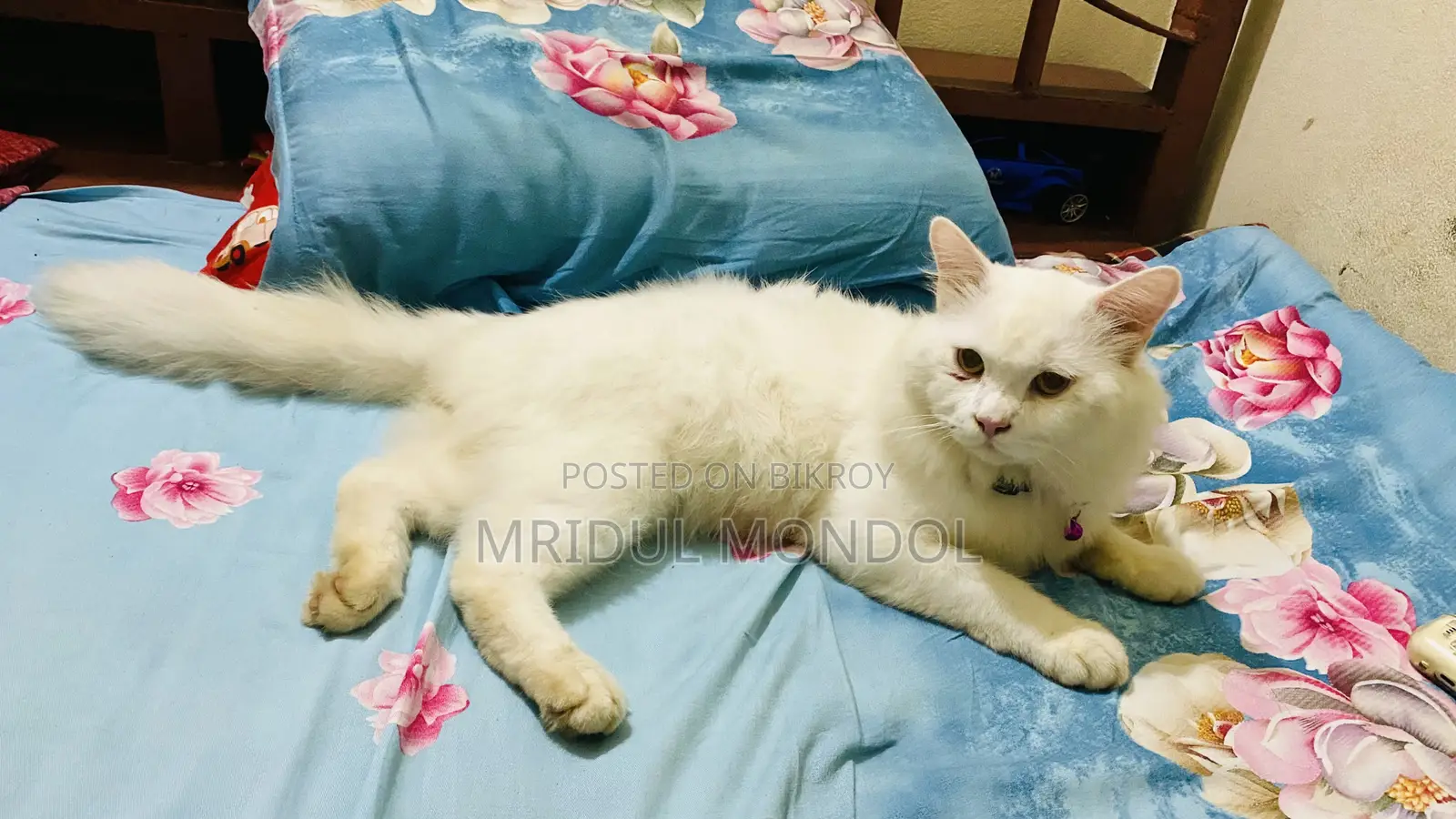 1+ Year Male Mixed Breed Bengal