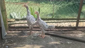 বেনগাম বাচ্চা
