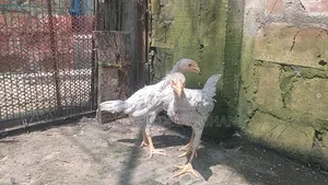 বেনগাম বাচ্চা