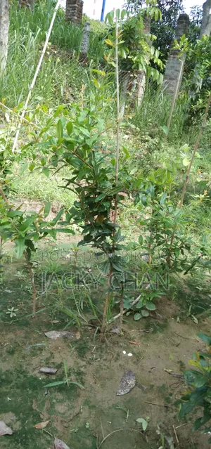 অস্ট্রেলিয়ান আনার