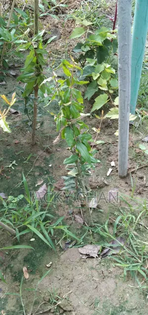 Australian Pineapple