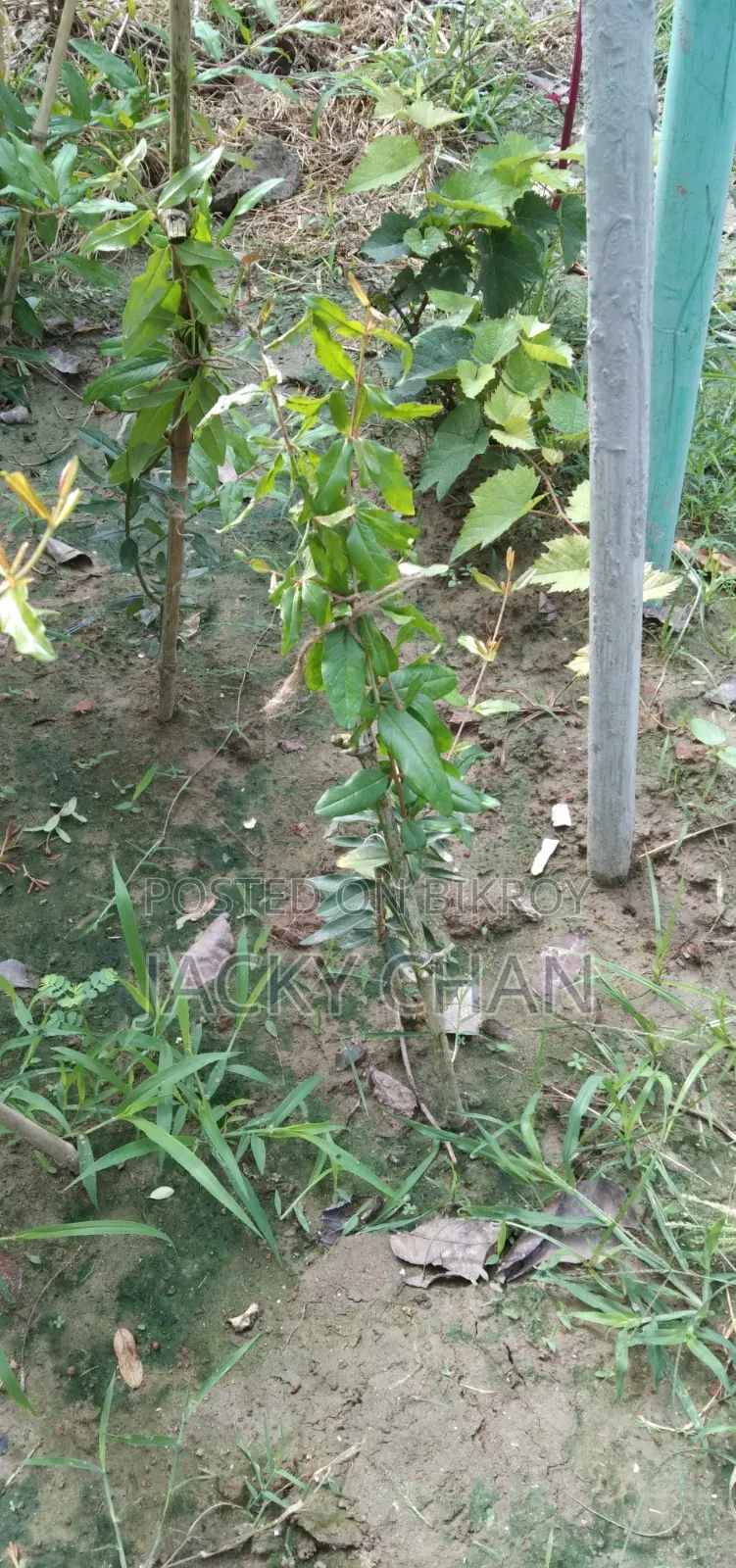 Australian Pineapple