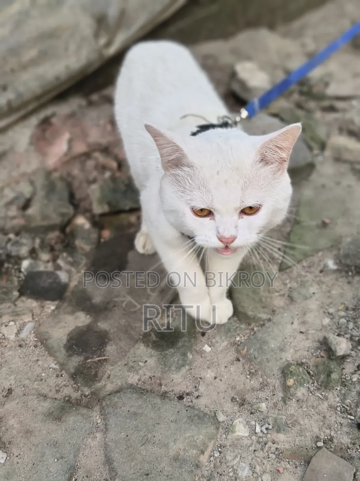 6-12 Months Male Purebred Persian Cat