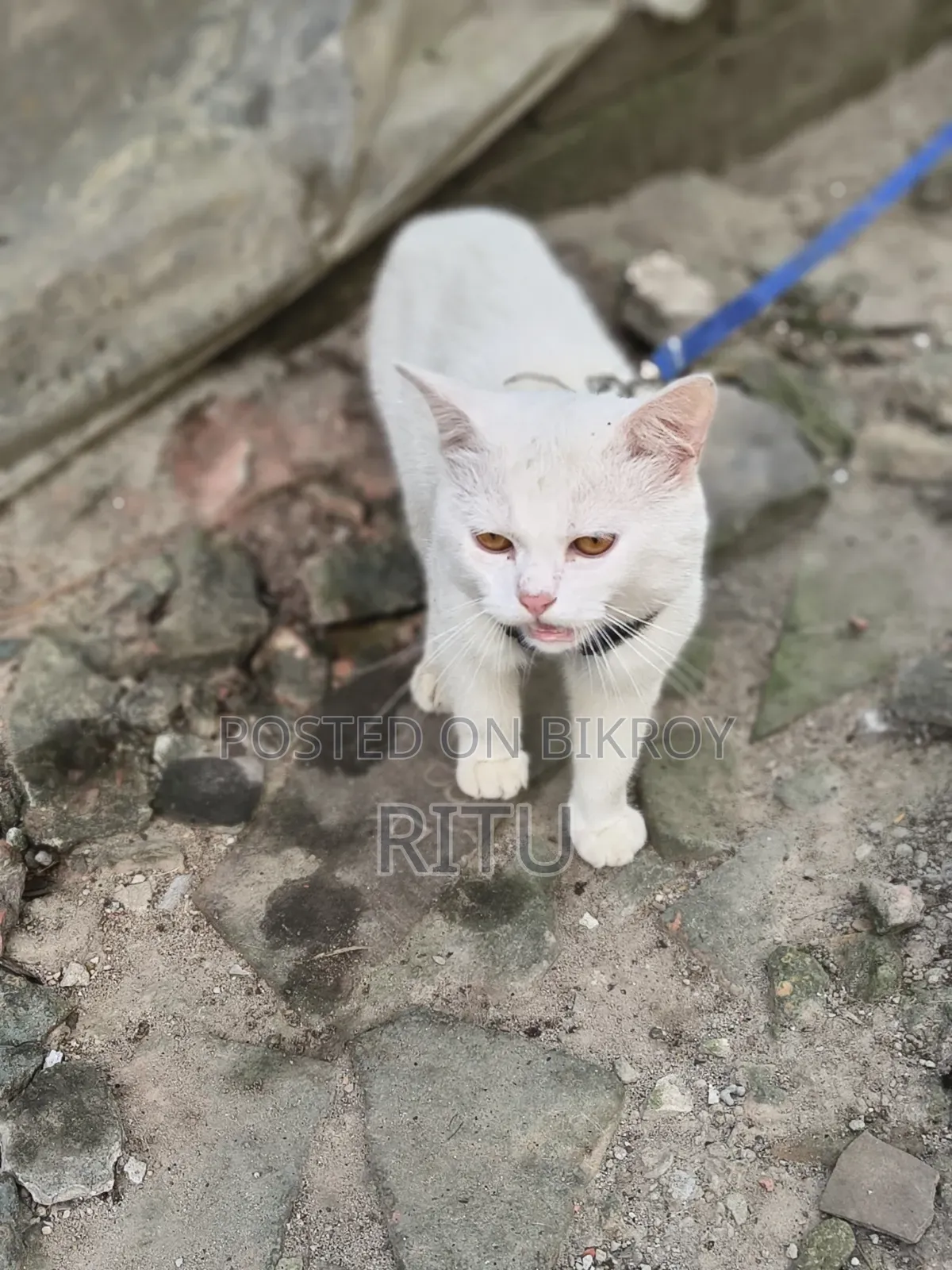 6-12 Months Male Purebred Persian Cat