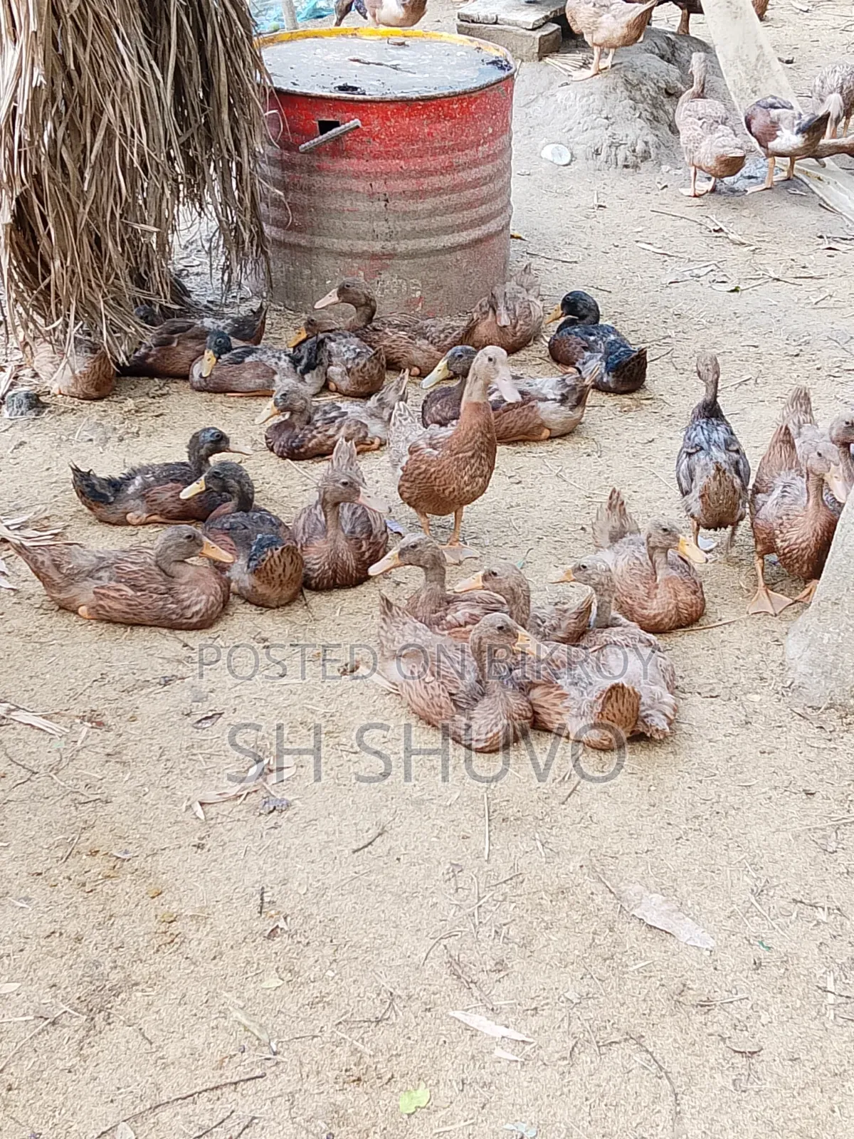 পাতি হাঁস মর্দ্দা