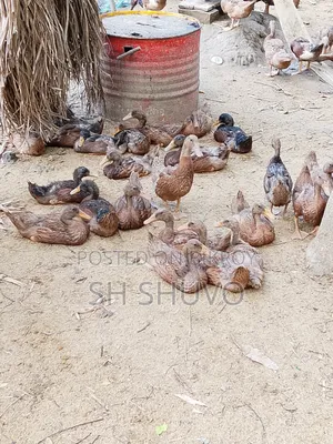 পাতি হাঁস মর্দ্দা