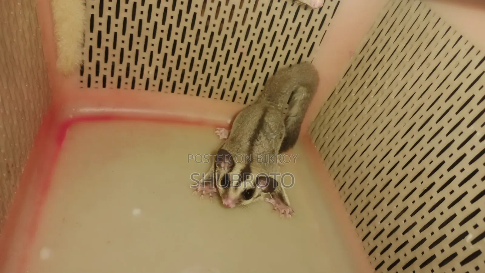 Sugar Glider