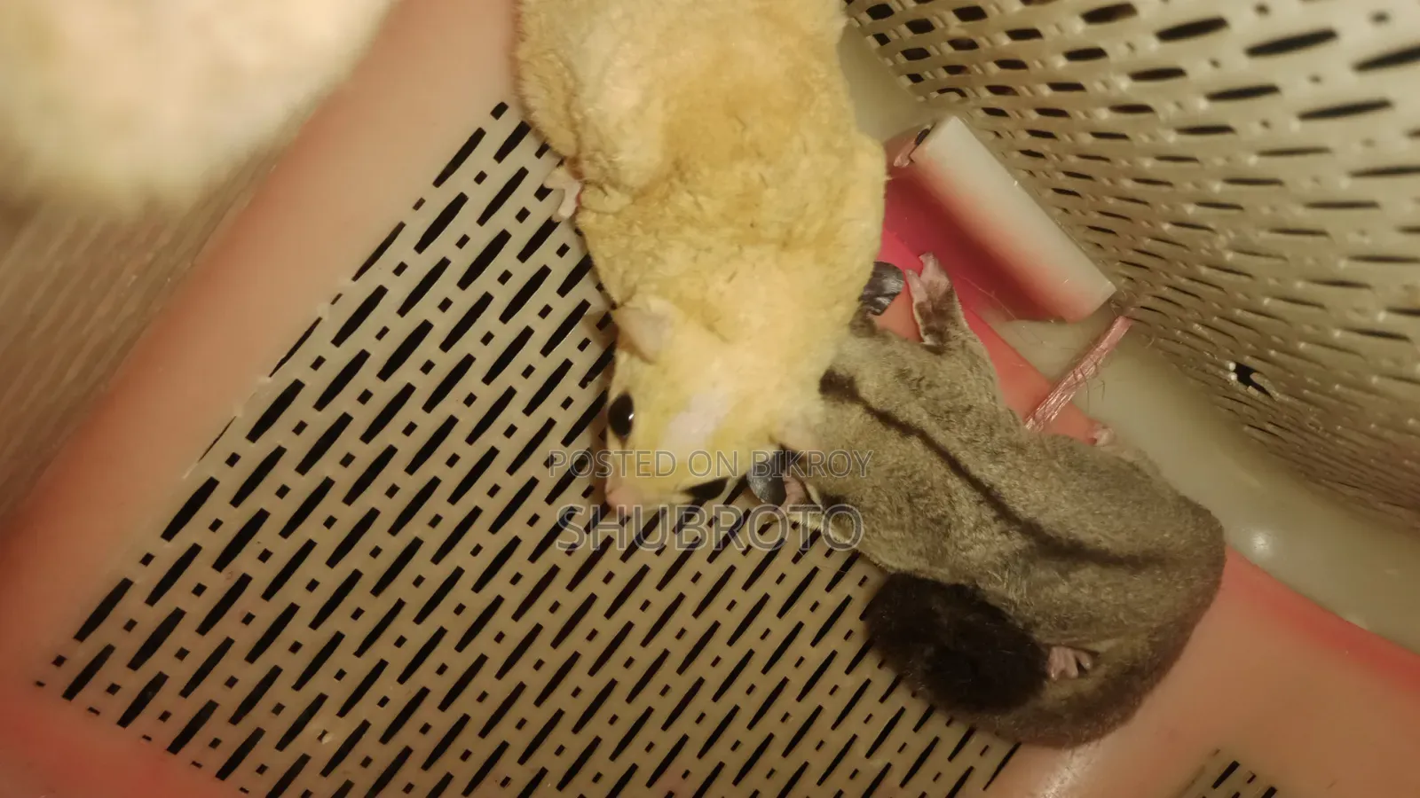 Sugar Glider