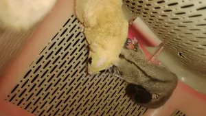 Sugar Glider
