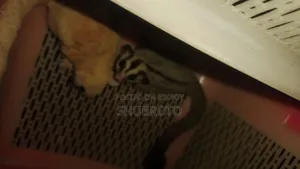 Sugar Glider