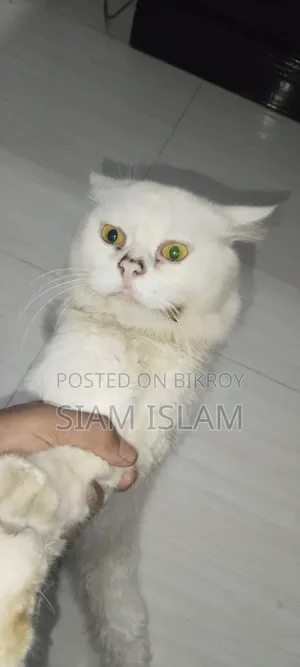 1+ Year Male Mixed Breed Abyssinian