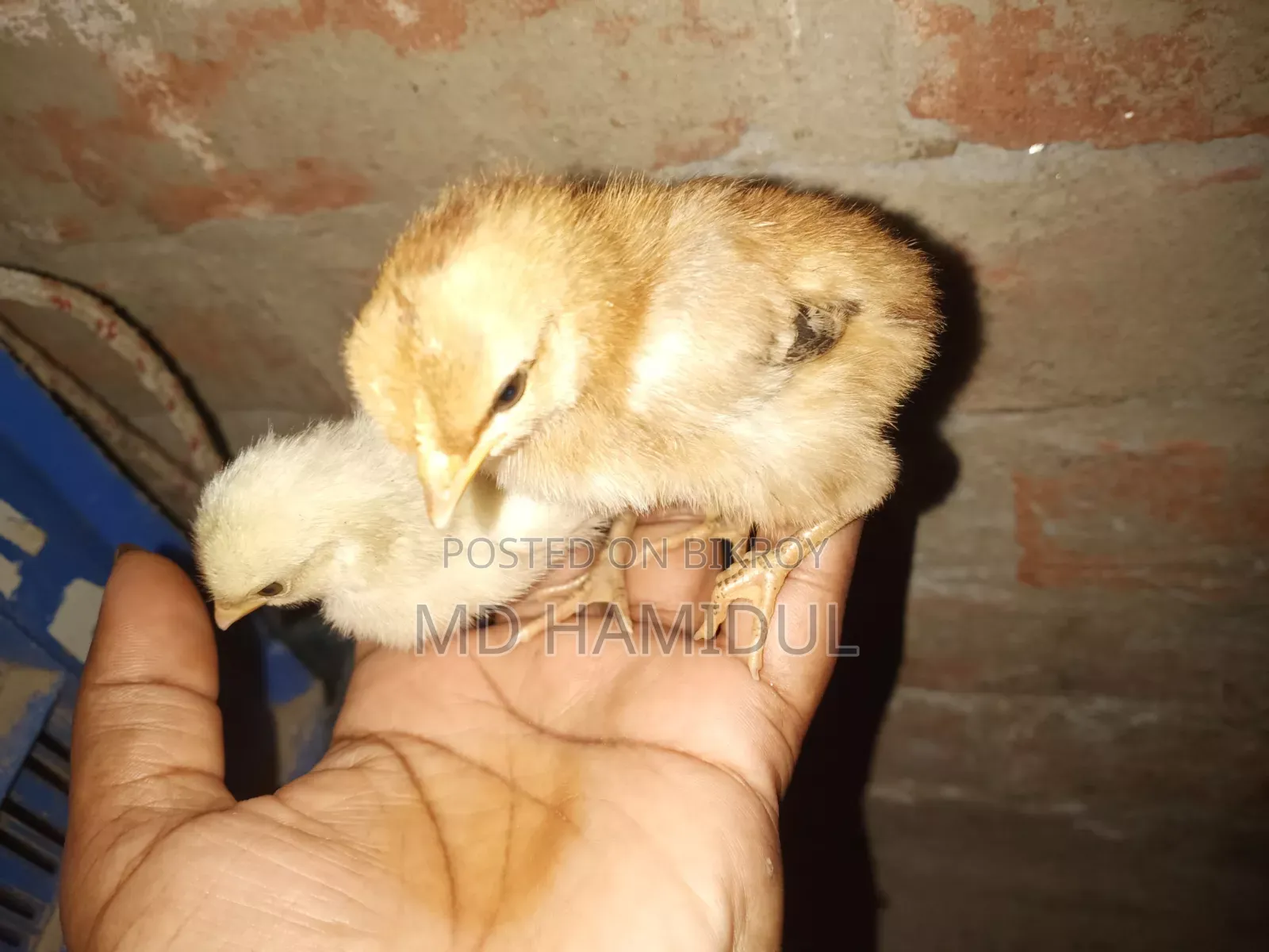 দেশি মুরগির বাচ্চা