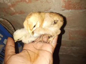 দেশি মুরগির বাচ্চা
