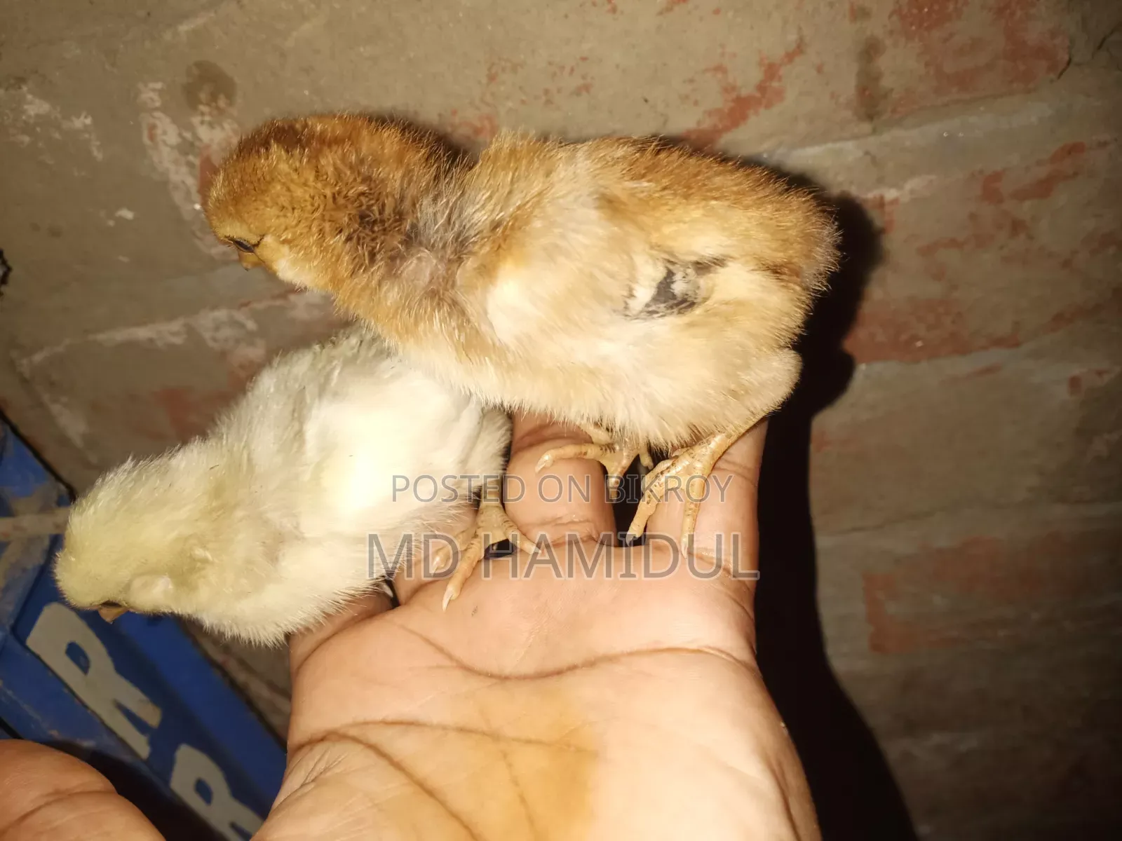 দেশি মুরগির বাচ্চা