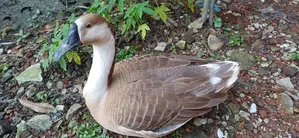 Goose for sale