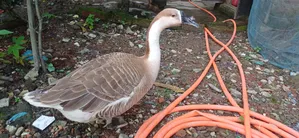 Goose for sale