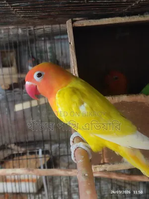 লাভবার্ড পুরুষ