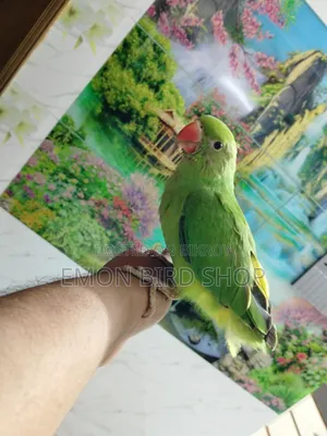 Indian Ringneck Parrot