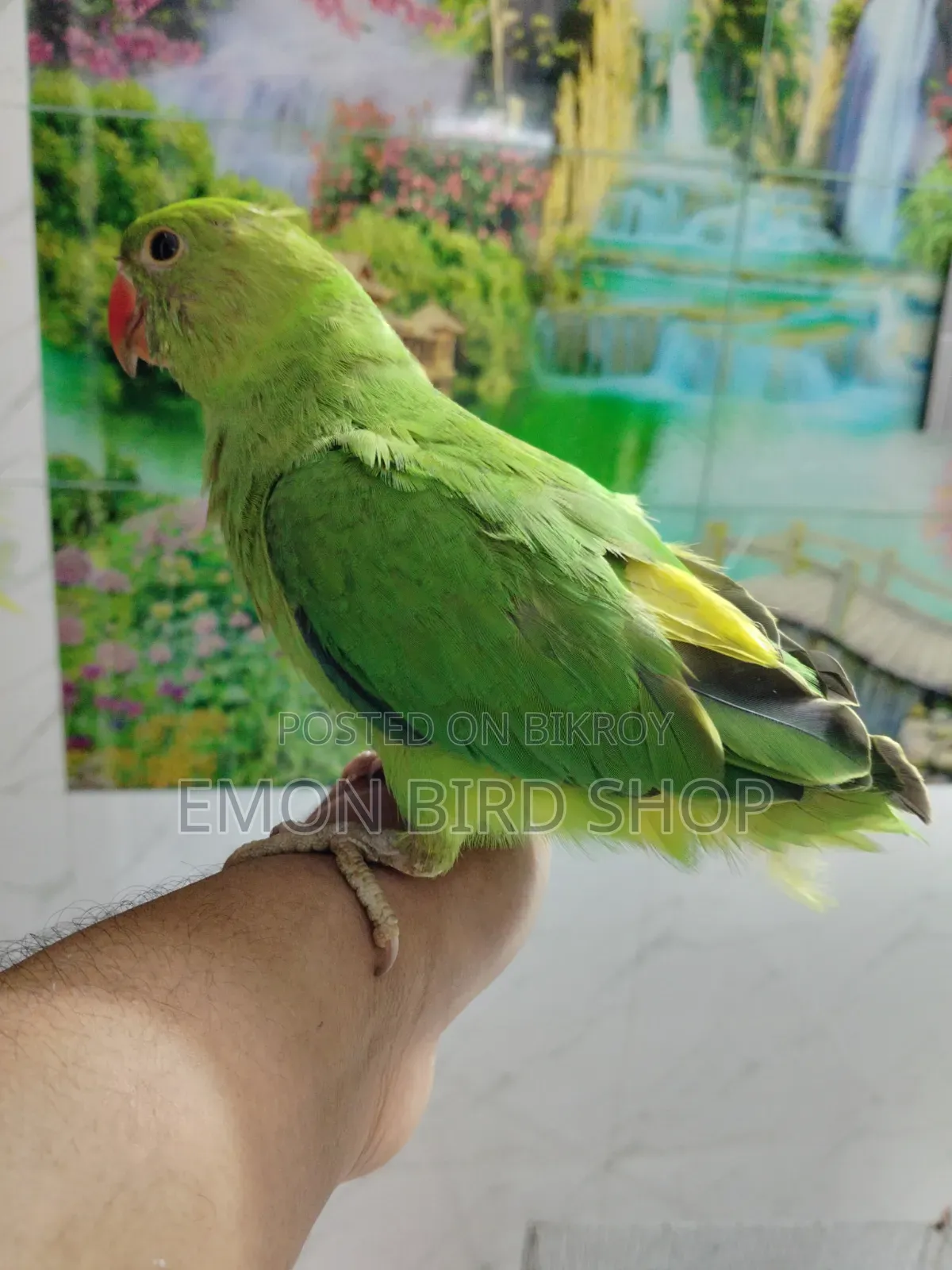 Indian Ringneck Parrot
