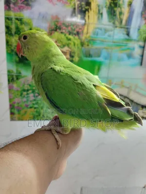 Indian Ringneck Parrot