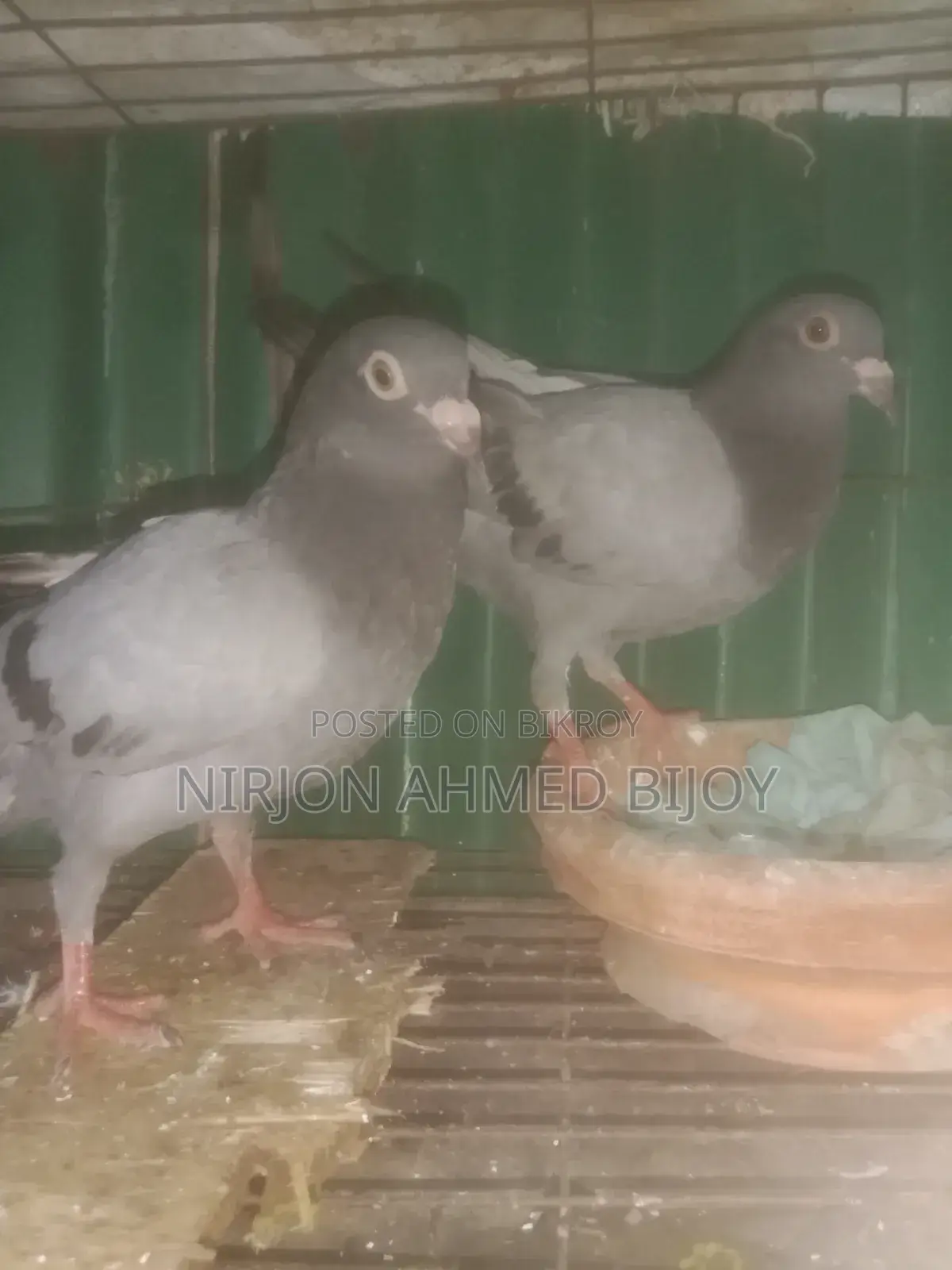 একজোড়া তিন মাস বয়সী রেসারের বাচ্চা বিক্রি করা হবে